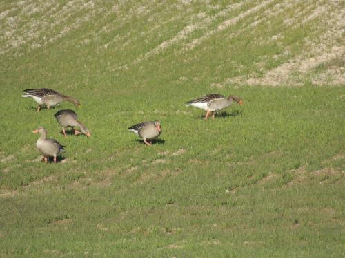 a group of birds standing in a grassy field at Mirador Ardea Mendixur in Mendijur