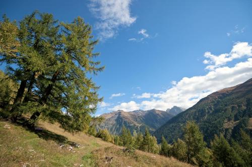 a group of trees on a hill with mountains at Hotel-Restaurant Drei Tannen in Niederwald