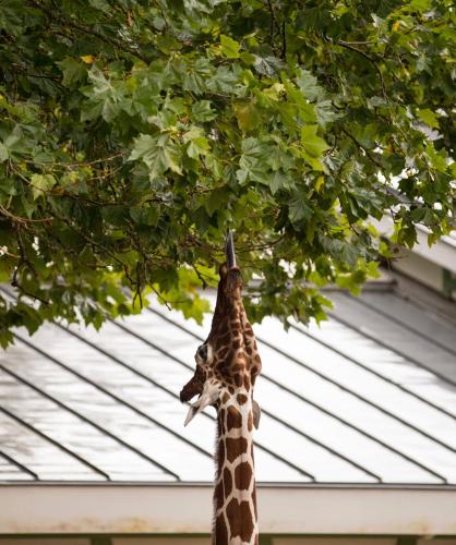 Animales en el hotel o alrededores