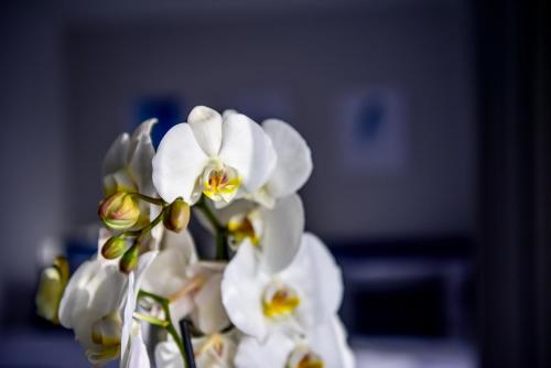 a bunch of white flowers in a vase at Hotel Coliber in Kłobuck