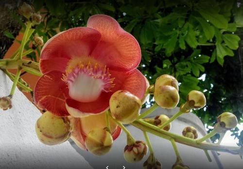 Φωτογραφία από το άλμπουμ του Casa Maria σε Mirissa