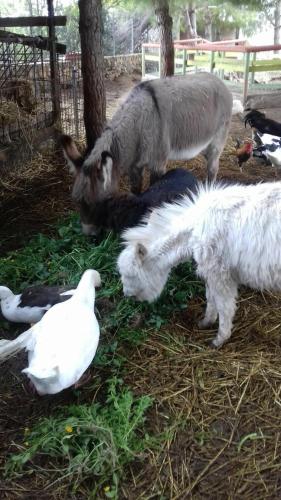two goats and a duck and a bird on the ground at Agriturismo Sa Ruda in Càbras