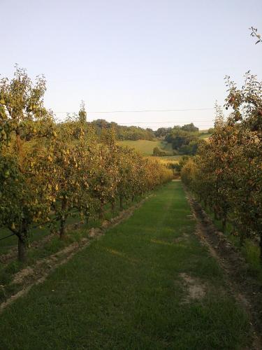 a row of apple trees in an orchard at Agriturismo Fonte Carra in Grottazzolina