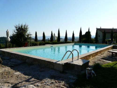 a swimming pool with a dog standing in front of it at Il Borgo Del Lupo Relax Family Apartments in Tuscany with Restaurant & Swimming Pool in Sarteano