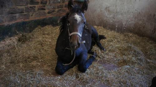 a black horse laying down in some hay at B&B Le Moulin de Fernelmont in Forville