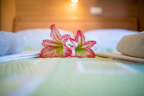 a pink flower sitting on top of a bed at Apartments Dania in Lopar
