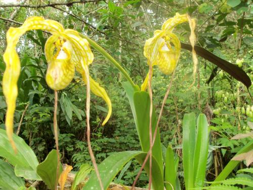 two yellow flowers are growing on a plant at Refugio de Orquídeas in Oxapampa