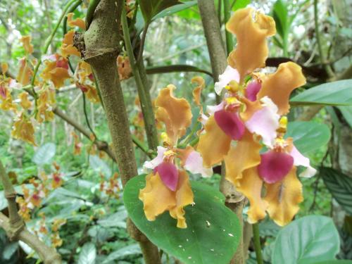 a group of yellow and pink flowers on a tree at Refugio de Orquídeas in Oxapampa