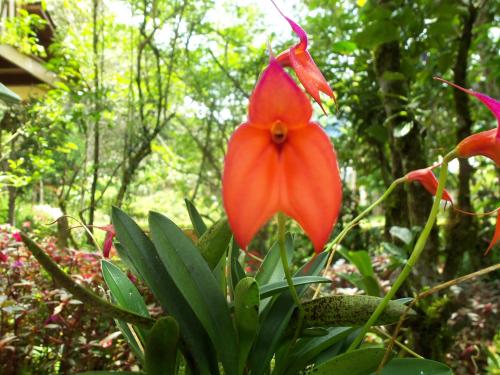 a red flower in the middle of a forest at Refugio de Orquídeas in Oxapampa