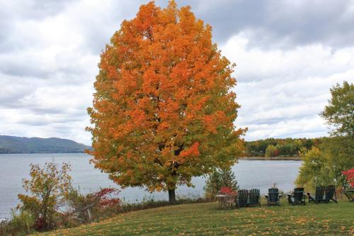 a large tree on a hill next to a lake at Breathtaking New Premier Lake Champlain Waterfront Escape! in Addison
