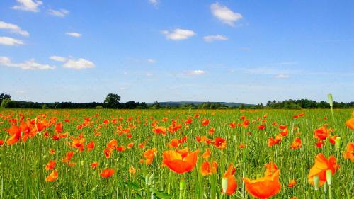 a field of red poppies in a green field at JANISCHs Fewo im Spreewald, Terrasse, großer Garten und Blick inklusive in Unterspreewald