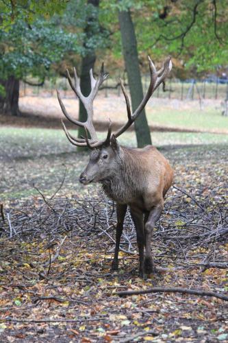 a deer with antlers standing in a park at Ringhotel Weißer Hirsch in Wernigerode