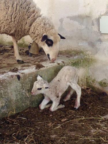 Gambar di galeri bagi Tenuta Tedone Consolini di Ruvo di Puglia