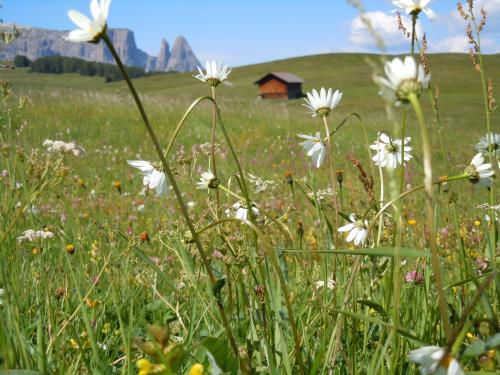a field of white flowers with a barn in the background at Feldererhof in Siusi