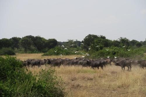a herd of animals walking in a field at Kasenyi Lake Retreat Lodges & Campsite in Kasese