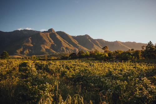 a field of grass with mountains in the background at Wildebraam Berry Estate in Swellendam