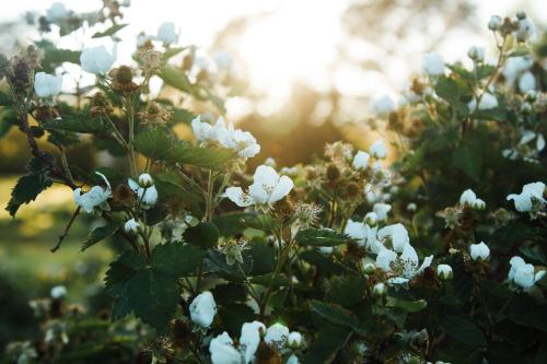 a bush of white flowers with the sun in the background at Wildebraam Berry Estate in Swellendam