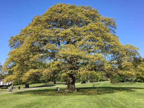 a large tree in a field with people sitting under it at Crotlieve Barn in Rostrevor