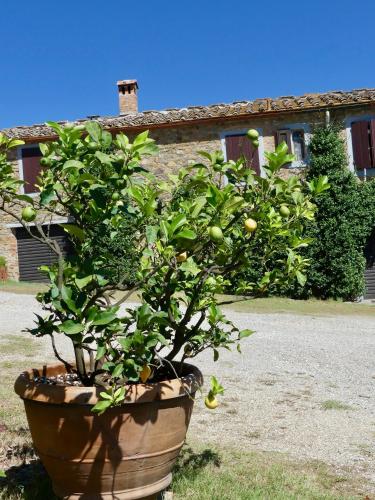 a plant in a pot in front of a house at Due Piani in Barberino di Val dʼElsa