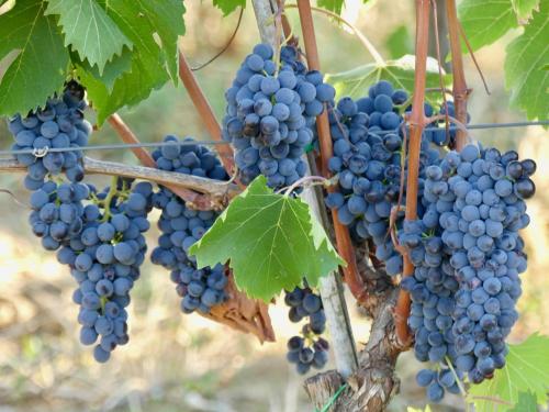 a bunch of grapes hanging on a vine at Due Piani in Barberino di Val dʼElsa
