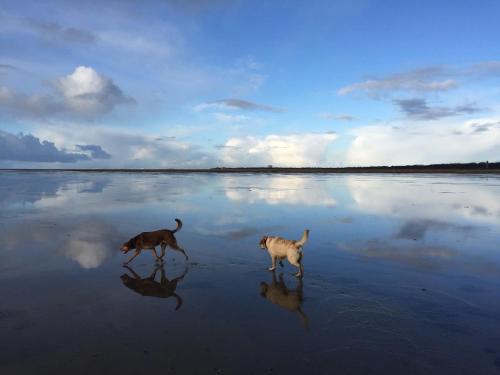 two dogs walking on the sand on a beach at Lieblingsplatz Strandhotel in Sankt Peter-Ording