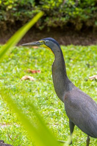 Animales en el lodge o alrededores