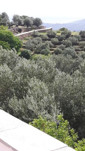 an overhead view of a forest of trees and bushes at Green Oasis in Lámira