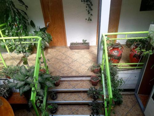 a room with a bunch of potted plants at C huespedes Sn Angel Home - confirme reservacion al telefono siempre - in Mexico City