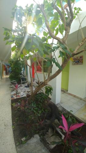 Κήπος έξω από το Hotel Posada Edem