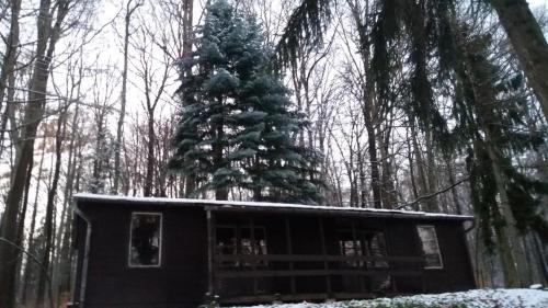 a cabin with a christmas tree in the woods at Déjá Vu Szállás & Rendezvény Zirc in Zirc