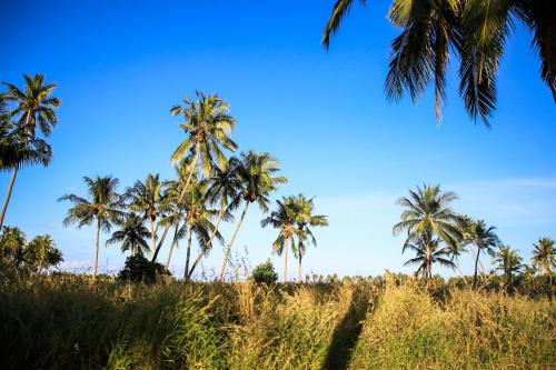 a group of palm trees in a field at Evila Inn - Thoddoo in Thoddoo