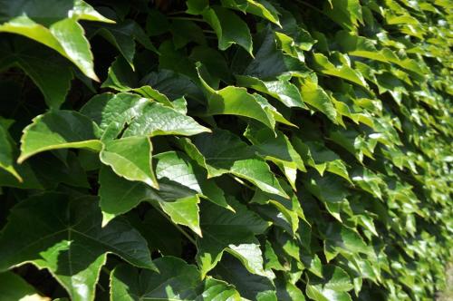 a green bush with lots of green leaves at BUEHLERHOF Agriturismo, Obst-&Weingut, Urlaub mit Hund, Bauernhof, Brixen in Rosa