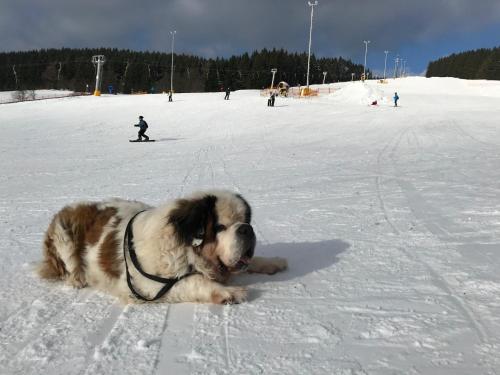 a dog laying in the snow on a ski slope at Gasthof 'Zum Reifberg' in Ilmenau
