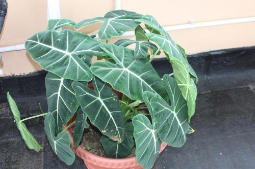a green plant in a pot on a balcony at SM Lodge in Trou dʼ Eau Douce