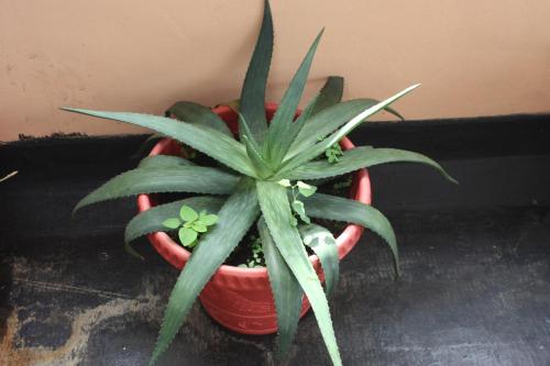 a green plant sitting in a red pot at SM Lodge in Trou dʼ Eau Douce
