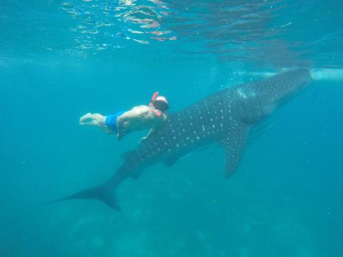 a person swimming next to a whale shark in the water at Roos Guesthouse in Moalboal