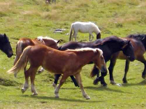 a group of horses running in a field at Haus Birke in Weissensee