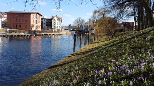 a river with flowers on the side of it at Eldenhof in Plau am See
