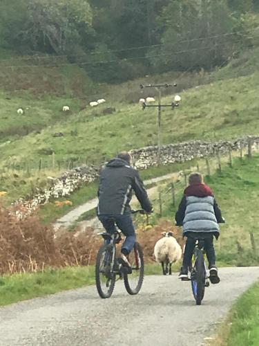 two people riding bikes on a road with a sheep at Rooms at Elmbank near Loch Ness in Drumnadrochit