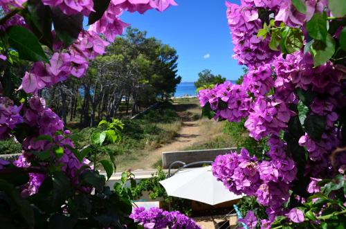 Κήπος έξω από το Apartements Delfin Vir