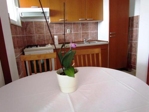 a potted plant sitting on a table in a kitchen at Urban Apartments Jadre in Makarska