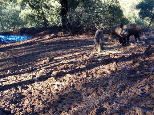 deux animaux marchant sur un chemin de terre dans l'établissement Casas Rurales La Loma Del Carrascal, à Hornos