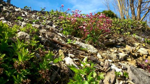 a bunch of flowers on a rocky hill at Ötscherblick Fam Winter in Frankenfels