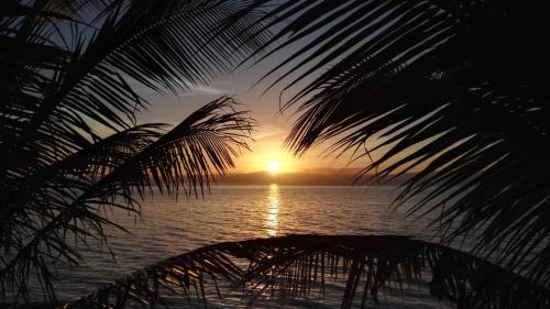 a sunset over the ocean with a palm tree at Roos Guesthouse in Moalboal