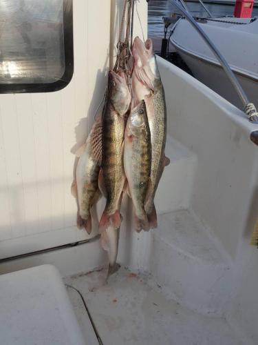 three fish hanging from the side of a boat at Kafana Zlatna Ribica in Golubac