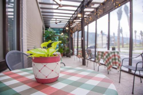 a potted plant sitting on top of a table at Stay Homestay in Toucheng