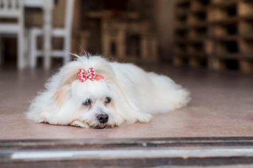a white dog laying on the floor with a bow on its head at Our Heritage Guesthouse in Kempton Park