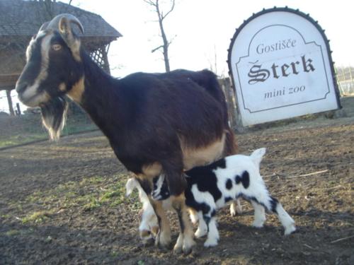 a goat and a kitten standing next to a sign at Guest House Šterk in Nova Gorica
