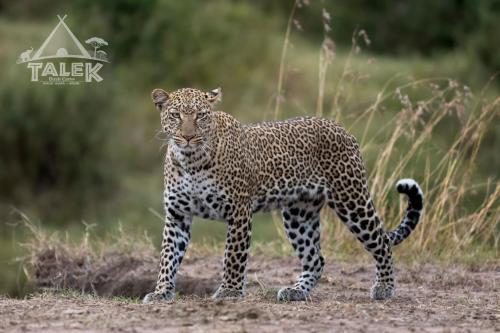 Altri animali domestici presso il campeggio o nei dintorni