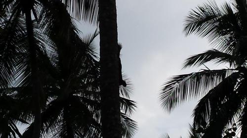 two palm trees with the sky in the background at Nature's Hideout Holiday Home in Mirigama